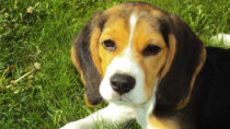 Psy rasy beagle uratowane z laboratoriów