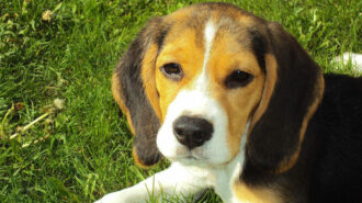 Psy rasy beagle uratowane z laboratoriów