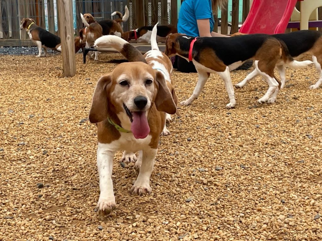 Uratowane psy rasy beagle