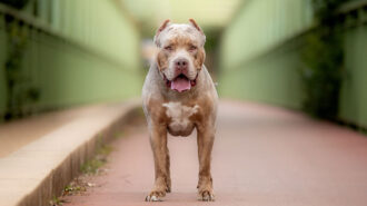 Zakaz Posiadania Psów Rasy American Bully