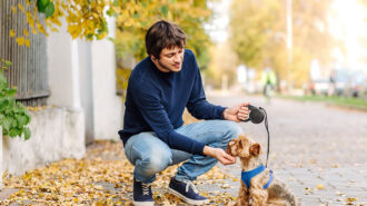 Petsitter – niezastąpiony opiekun Twojego psa