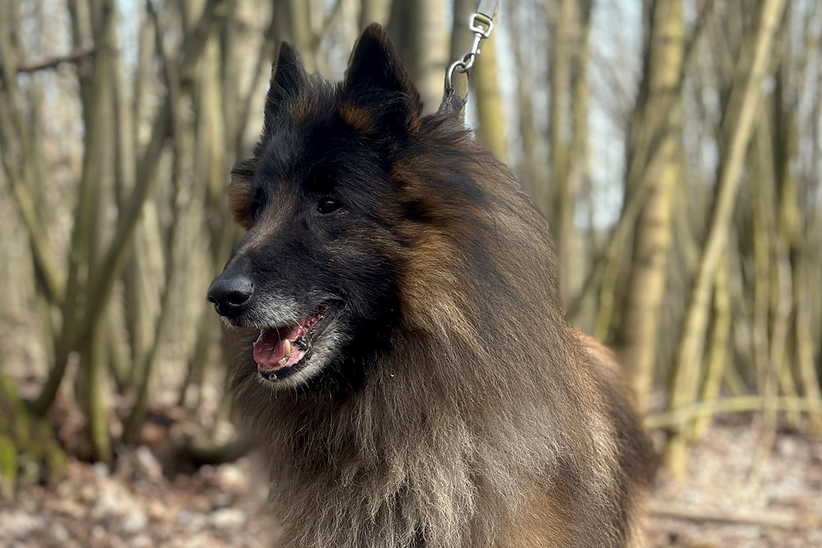 Tervueren Ludwik