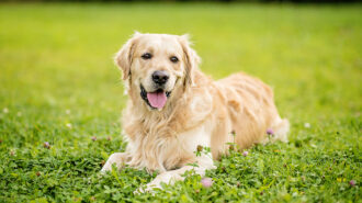 Golden retriever zatrudniony w firmie jako… reżyser szczęścia!