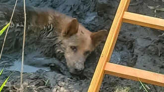 Uratowali psa z błotnej pułapki. Szybka interwencja strażaków