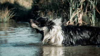 Border collie Falco, który zmienił polskie lotnictwo