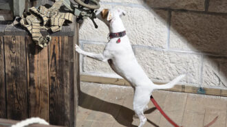 Nosework w Krakowie – zawody w Forcie Swoszowice